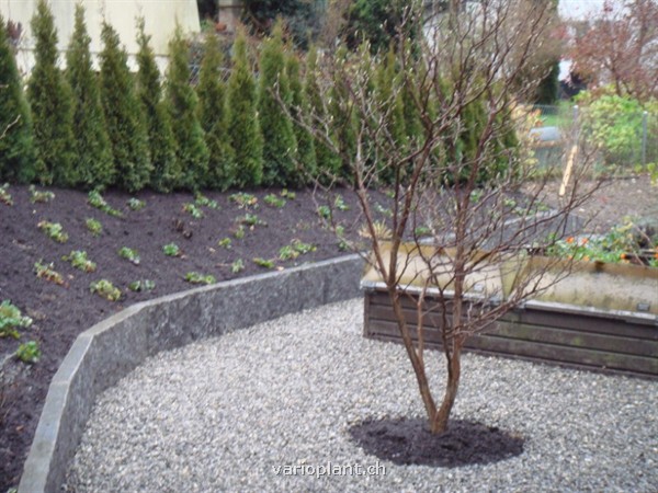 Magnolie in Kiesfläche